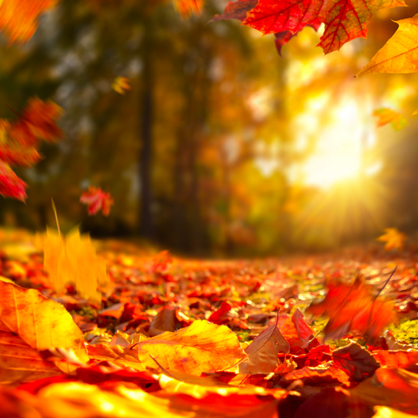 October Safety Corner – Autumn seasonal hazards